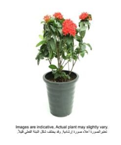 Brook Floras | Ixora Coccinea 25-30 CM - Fresh Outdoor Plants