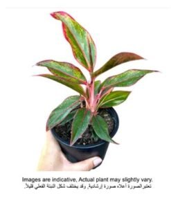 Brook Floras | Aglaonema Red 30-40 CM - Fresh Indoor Plants