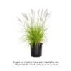 Brook Floras | Pennisetum-red 40-50 CM - Fresh outdoor Plants