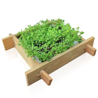 Puppy 1 x 1 foot gardenbed - Image 2