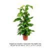 Brook Floras | Money plant/Epipremnum Aureum Moss Stick 80-100 CM- Fresh Indoor Plants