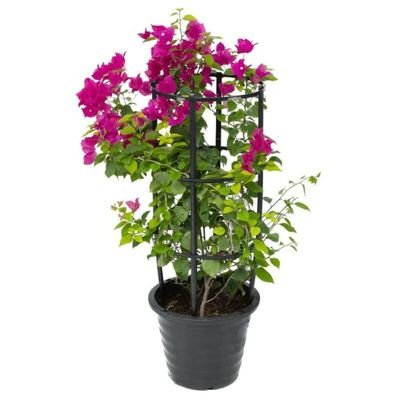 Bougainvillea 50-70 CM | Fresh Plant - Image 3