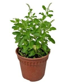 Holy Basil/Tulsi Plant 40-50 CM | Fresh Plant - Image 3