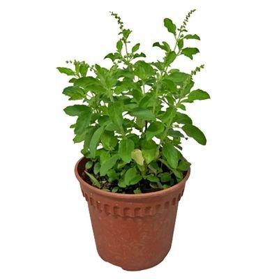 Holy Basil/Tulsi Plant 40-50 CM | Fresh Plant - Image 3