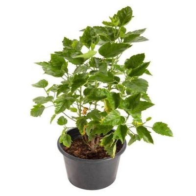 Hibiscus 50-70 CM | Fresh Plant - Image 3