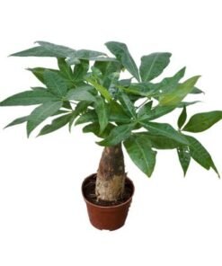 Brook Floas | Pachira Aquatica 40-50 CM - Fresh indoor Plants