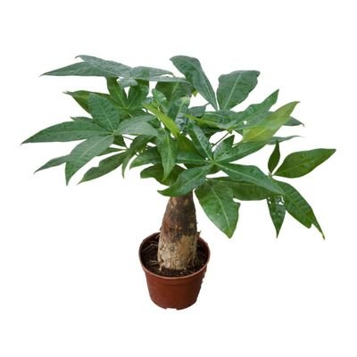 Brook Floas | Pachira Aquatica 40-50 CM - Fresh indoor Plants