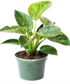 Philodendron Birkin - Fresh Plants