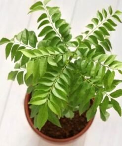 Curry plant 50-70 CM | Fresh plant