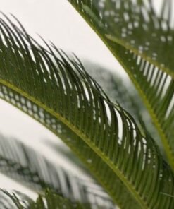 Cycas - 80-100cm - Fresh Plants