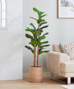 Teodora Fiddle Tree - 150 cm