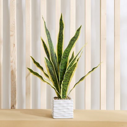 Ceilo Snake Potted Plant with Ceramic Pot - 14x14x...