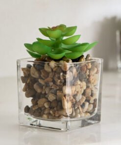 Tant Glass Potted Succulent - 8x8x9 cm
