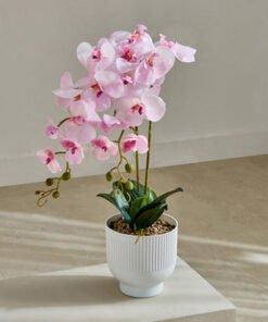 Areos Orchid Flower Arrangement with Ribbed Cerami...