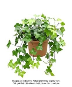 Alternative view of English-ivy 20-30 CM | Fresh Plants
