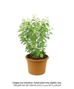 Alternative view of Holy Basil/Tulsi Plant 40-50 CM | Fresh Plant
