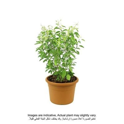 Holy Basil/Tulsi Plant 40-50 CM | Fresh Plant - Image 2