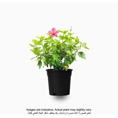 Hibiscus 50-70 CM | Fresh Plant - Image 2