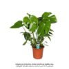 Monstera Deliciosa 80-100 CM - Fresh Indoor Plants