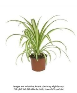 chlorophytum comosum | Plants