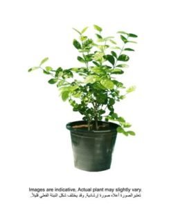 Alternative view of Brook Floras | Jasmine Mogra - Fresh Plants