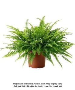 Brook Floras | Nephrolepis Overig 60 CM - Plants