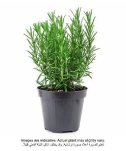Alternative view of Rosemary Outdoor Plant With Pot Green/Yellow