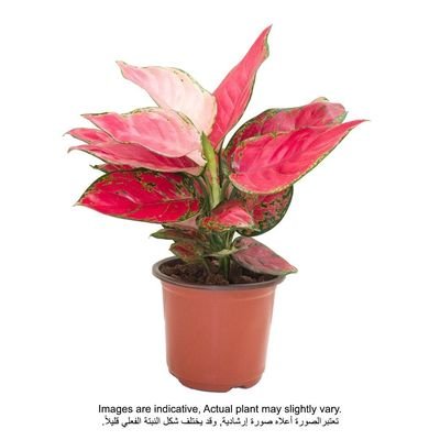 Aglaonema Anyamanee Pink/Green 20-25cm - Image 2