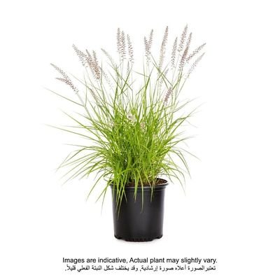 Pennisetum Light Green/Lemon Yellow 80-85cm - Image 2