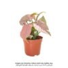 Syngonium neon 15 CM Plant | Fresh/Live Plants