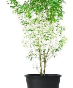 Jasmine Murraya Plant With Pot And Soil Green/Black