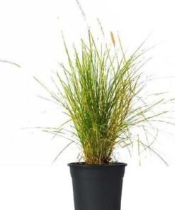Pennisetum Light Green/Lemon Yellow 80-85cm - Image 3