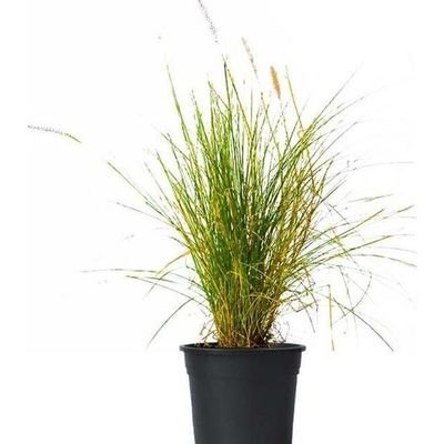 Pennisetum Light Green/Lemon Yellow 80-85cm - Image 3
