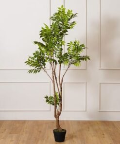 Alternative view of Toona Plant-170 CM