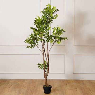 Toona Plant-170 CM - Image 2