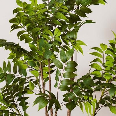 Toona Plant-170 CM - Image 3