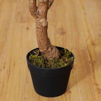 Toona Plant-170 CM - Image 4