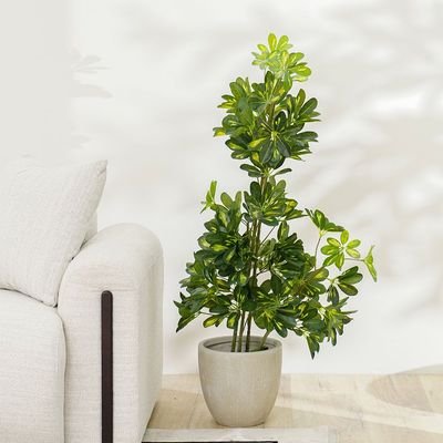 New Umbrella Plant-120 cm