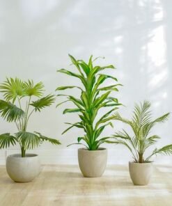 Dracaena Plant-150 CM