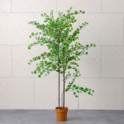 Enkianthus Potted Plant 180Cm - Image 2
