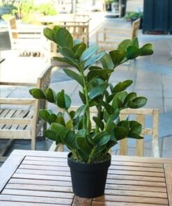 Artificial Zamioculcas Plant 75CM - Image 5