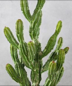 Artificial Cactus Plant, Realistic Spiky Design Fake Plants with Durable Waterproof Pot, UV Resistant & Maintenance-Free Floor Plant, Odor-Free Faux Plants for Home Office Event Garden (79cm)