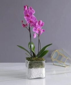 2 Stem Purple Orchid Plant in Vase