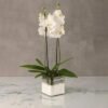 2 Stem White Orchid Plant in Square Vase