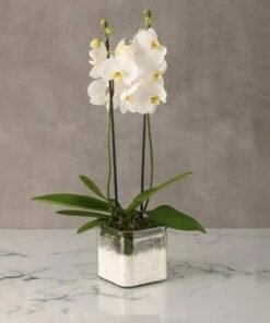 2 Stem White Orchid Plant in Square Vase