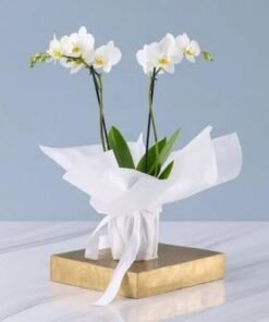 2 Stem White Orchid Plant in White Wrapping