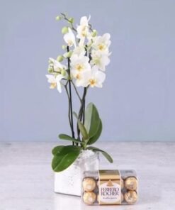 Twin Stem White Orchid Plant with Ferrero Rocher 16pcs