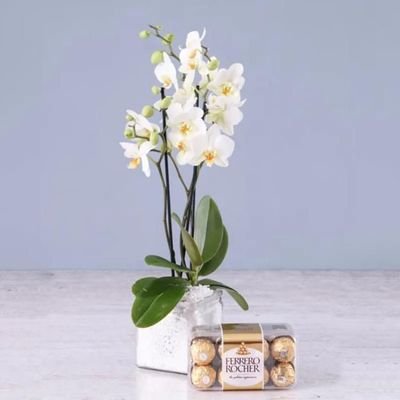 Twin Stem White Orchid Plant with Ferrero Rocher 16pcs