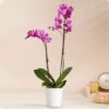 Double Stem Purple Orchid Plant in Pot
