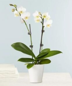 Double Stem White Orchid Plant in Pot
